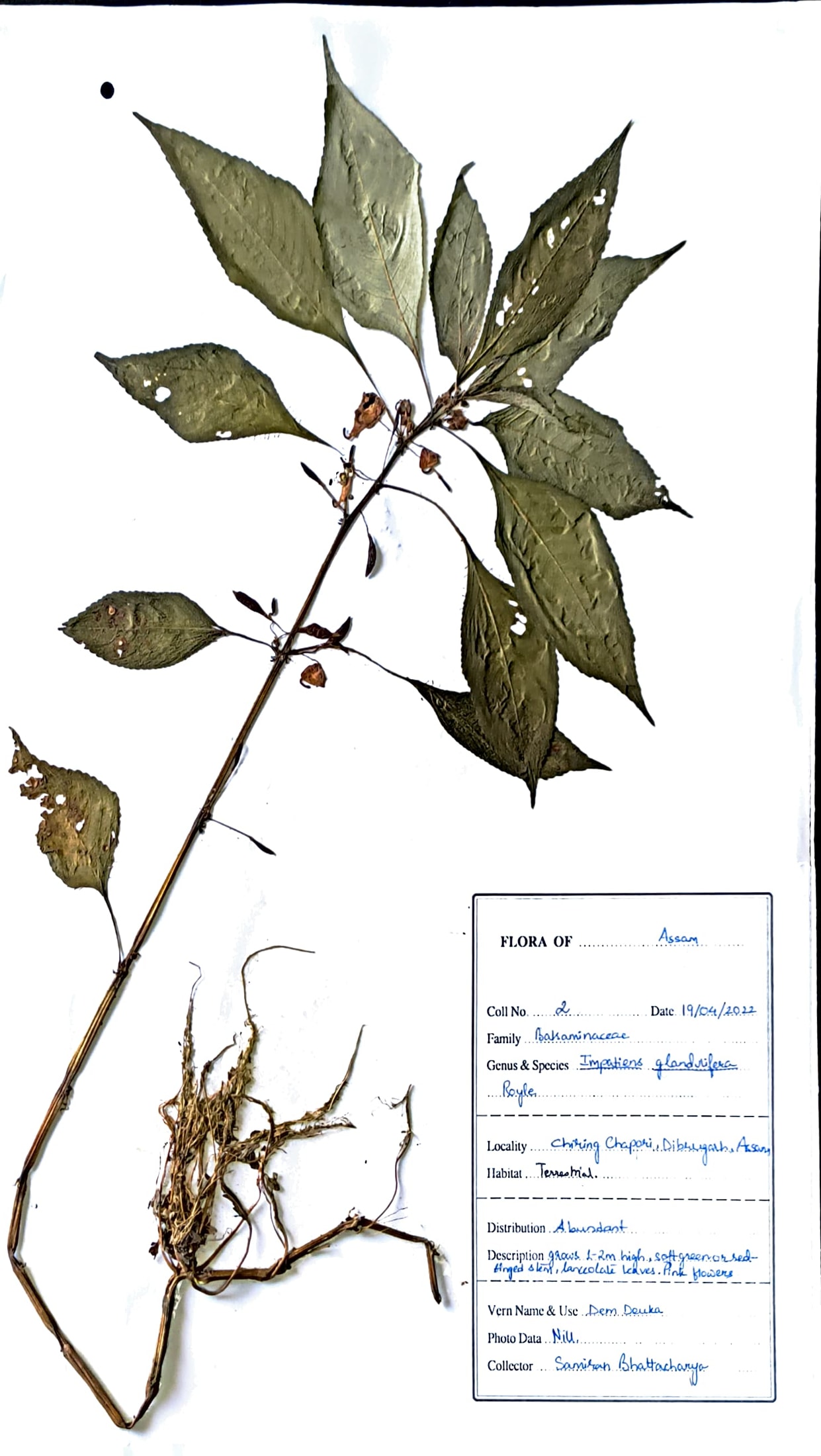 Dopati (Ass.) (Herbarium)